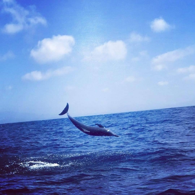  Delfines en la costa de Puerto Angelito