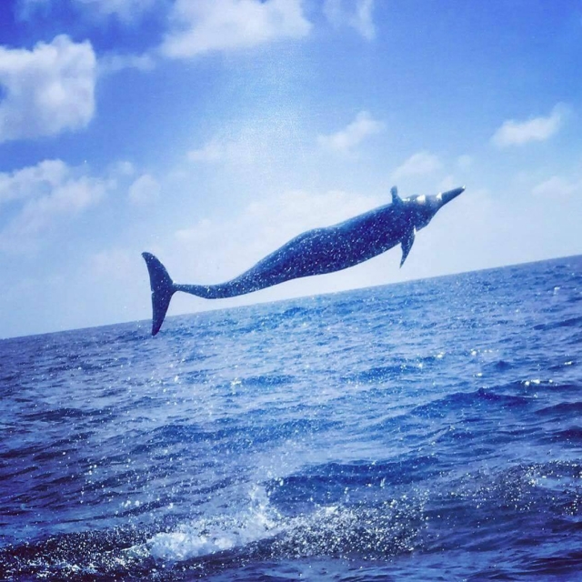 Peces voladoternera en Puerto Escondio
