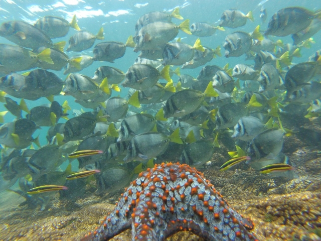 Descubre el mundo marino haciendo snorkel