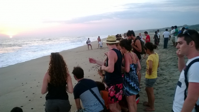 Crías de tortugas marinas