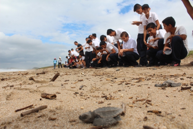 Libera crías de tortugas en Oaxaca.