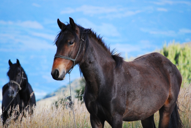 Caballos para montar en campo