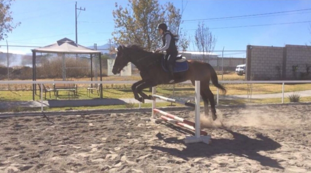 Disciplina en salto y doma de caballo
