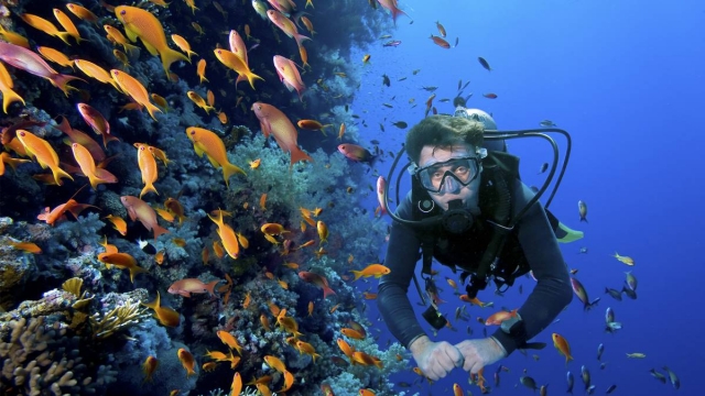 Buceando en Mazatlán entre banquetas de peces