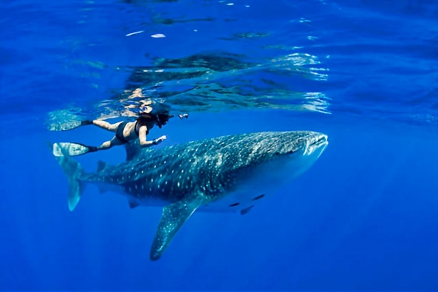 Disfruta de un fin de semana en Bahía de los ángeles