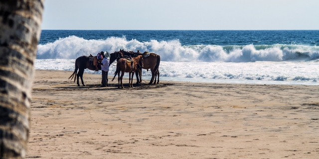 Caballos listos para el paseo