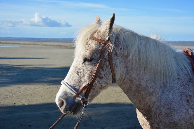 Caballos y playa