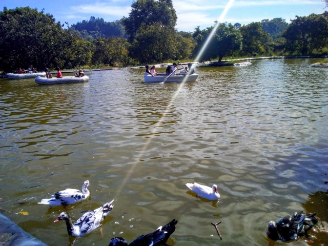 Aprovecha nuestro lago y recórrelo en un bote de remos