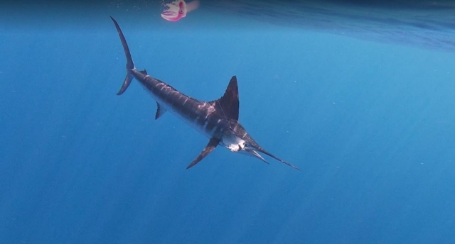 Pesca deportivas y snorkel en Barra de Navidad