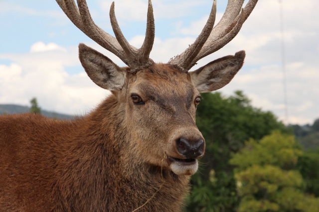 Conviviendo con animales