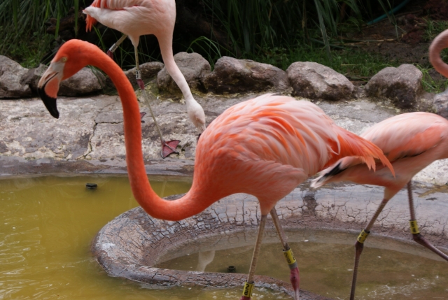 Elegantes flamingos