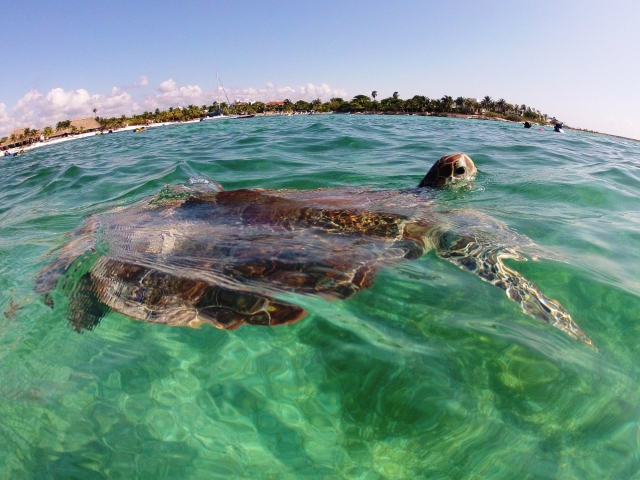 Experiencia con tortugas