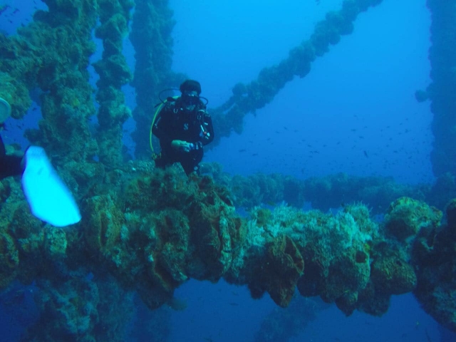 Descubriendo la vida submarina