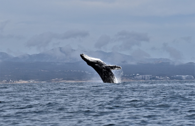 Ballenas gigantes