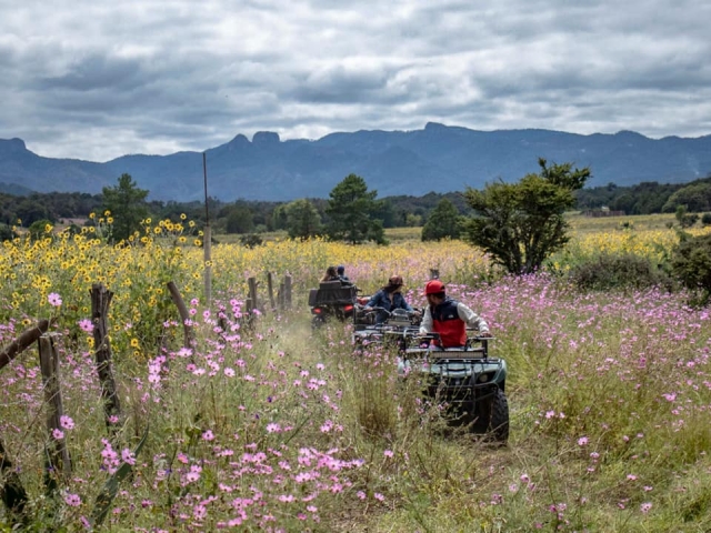Campos y quads