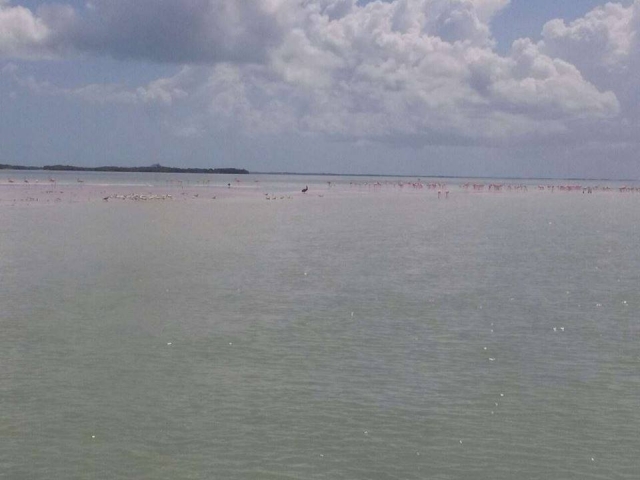 Panorámica a los flamingos