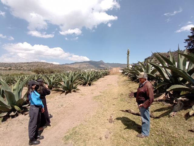 Agave y pulque