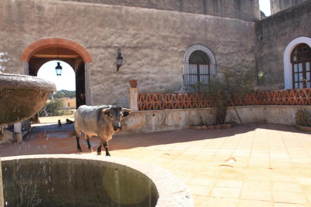 Hacienda y toro