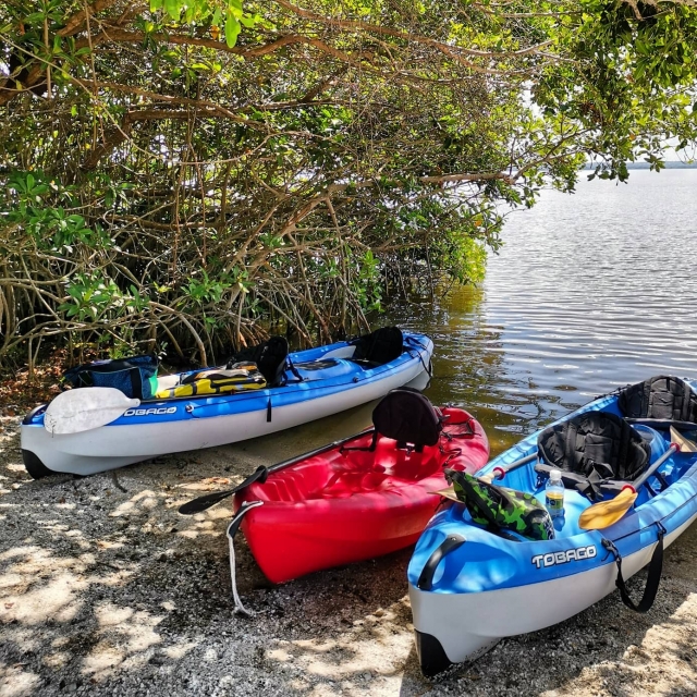 Kayak y manglaternera