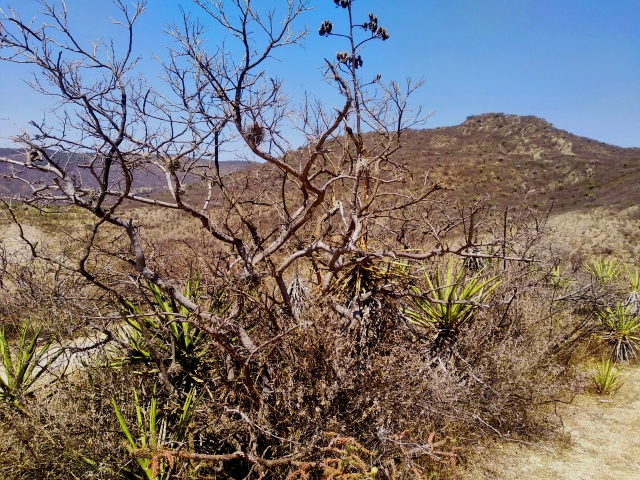 Matorrales y montaña