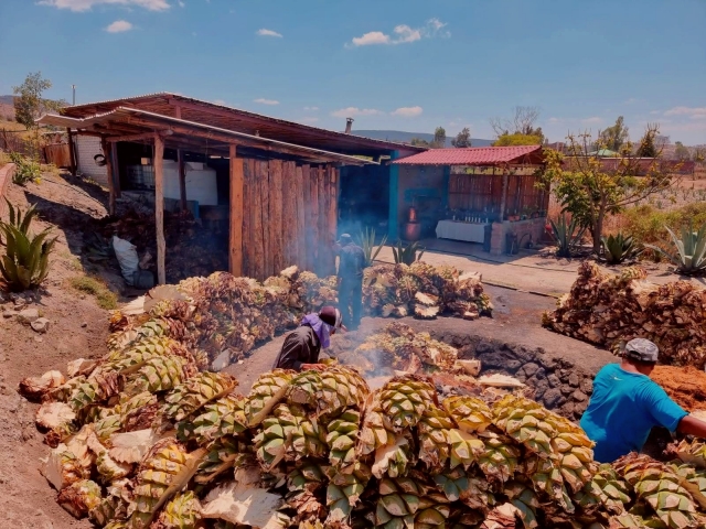 Producción de mezcal