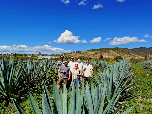 Campos de agave