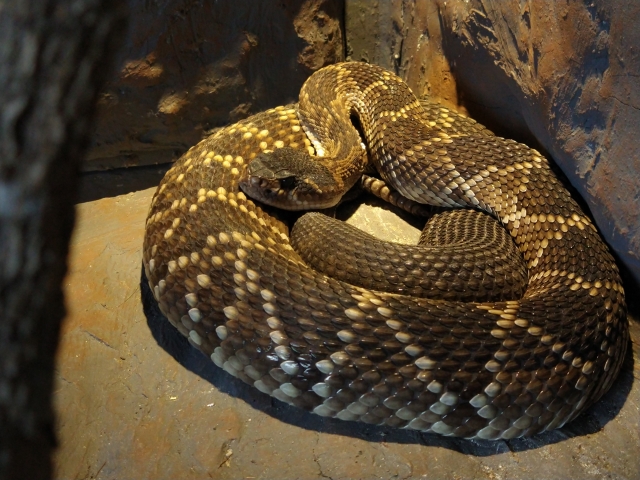 Serpiente en mostrador