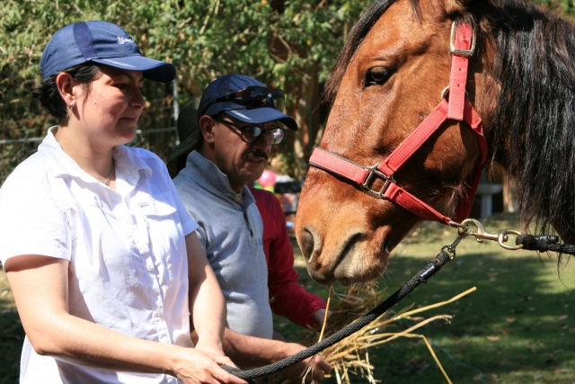 Dándote de comer al caballo