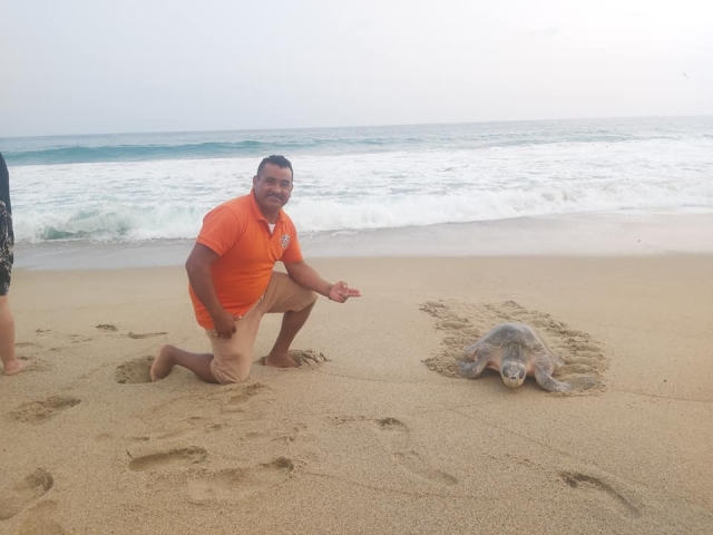 Tortugas en la playa