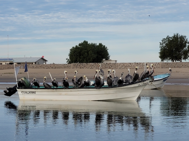 Lancha y pelícanos