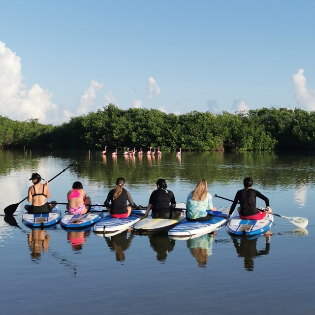 Paddte surf flamingos