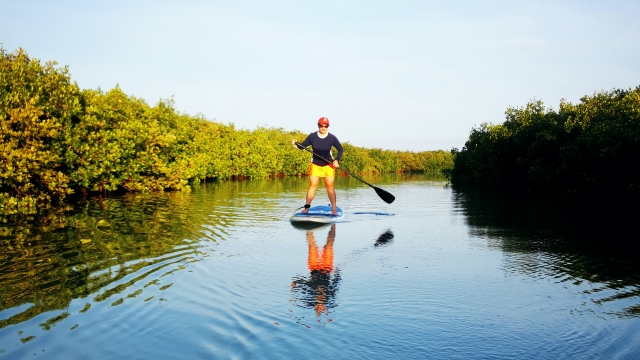 Paddte surf manglar