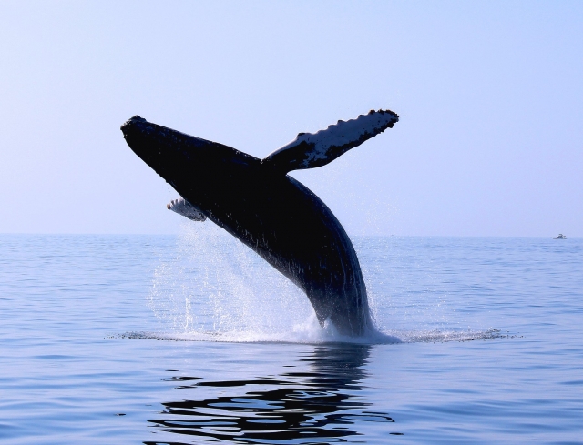 Ballena saltando