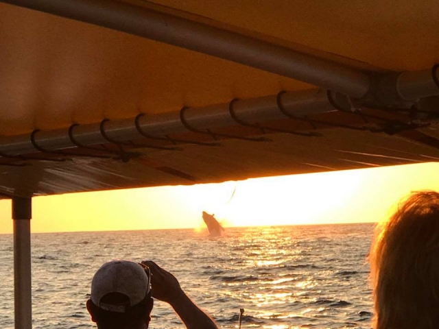 Encontrando ballenas