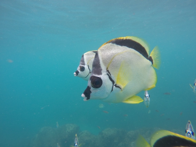 Fauna marina
