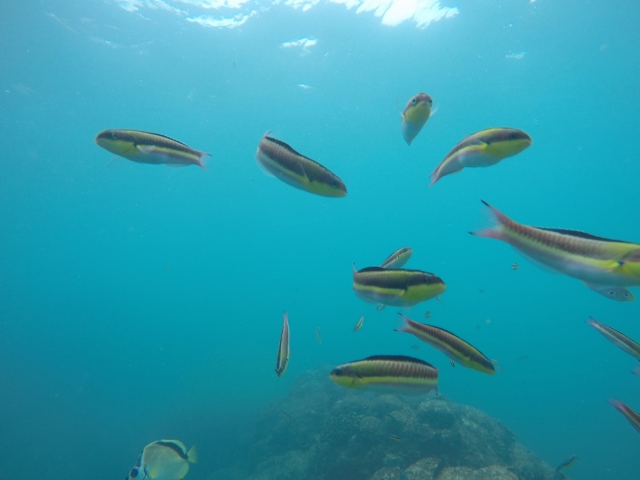 Peces en la isla
