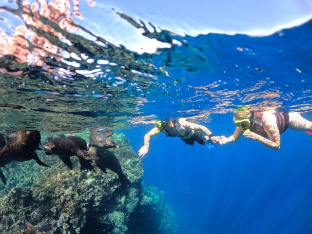 Snorkel con focas