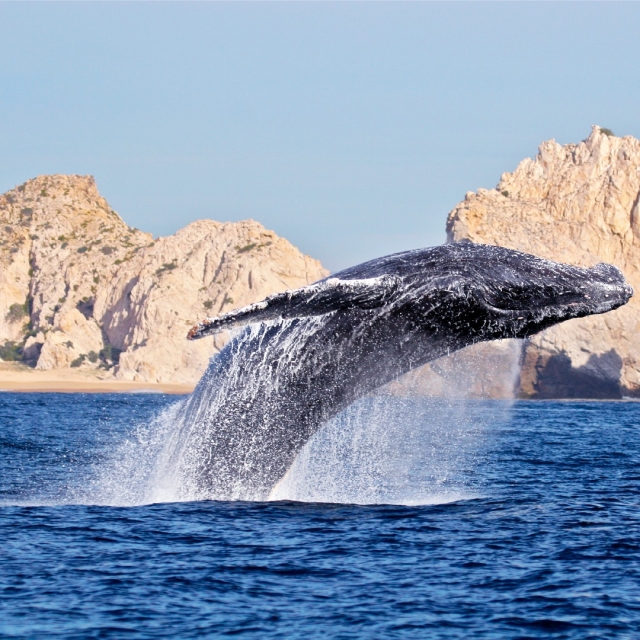 Avistamiento de ballenas