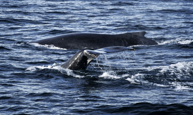 Aries Fleet Marina El Cid Whale Watching