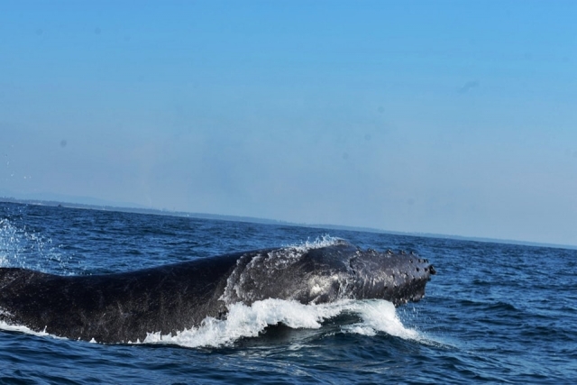 Encuentro con ballenas
