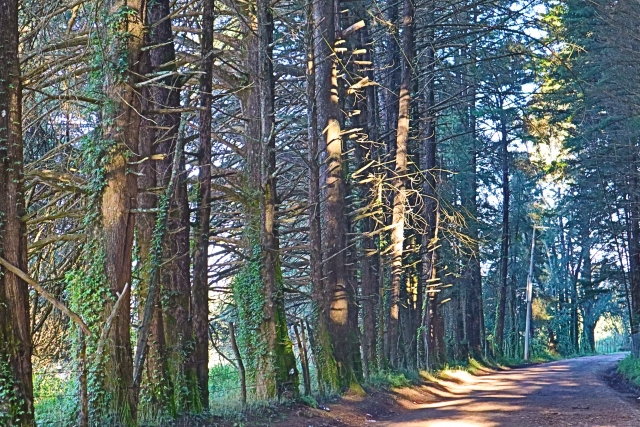 Senderos en el bosque