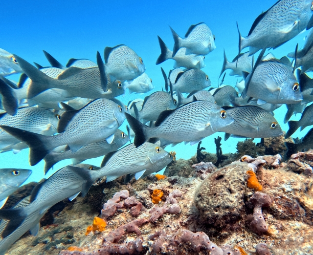 observación de peces