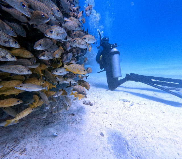 banquetas de peces en lo profundo 