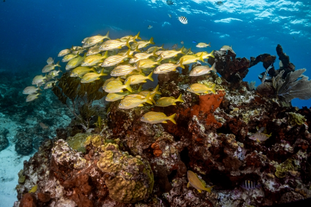 Banquetas de peces en arrecife