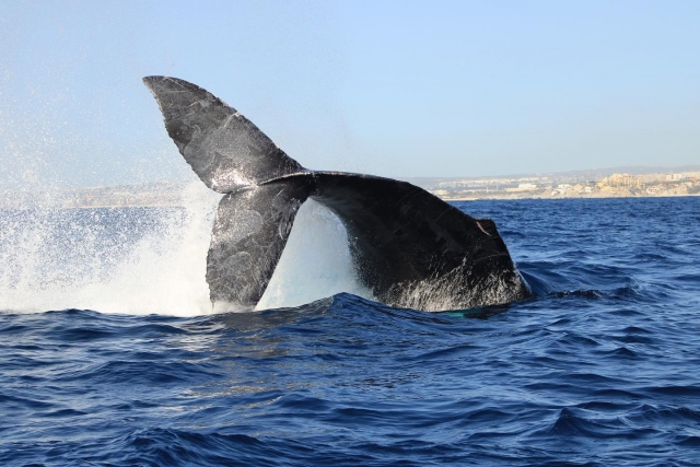 Ballena saltando