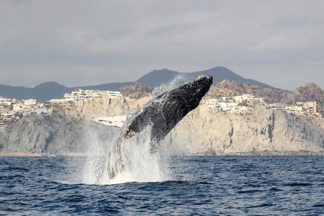 CaboTrek Whale Watching