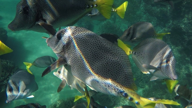 Banqueta de peces