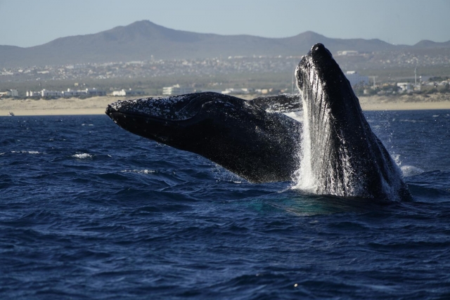 Ballenas jorobadas