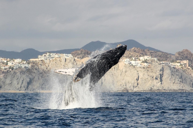 Ballena saltando