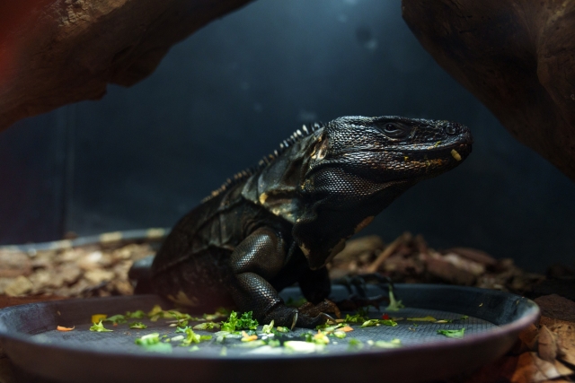 Área de reptiles